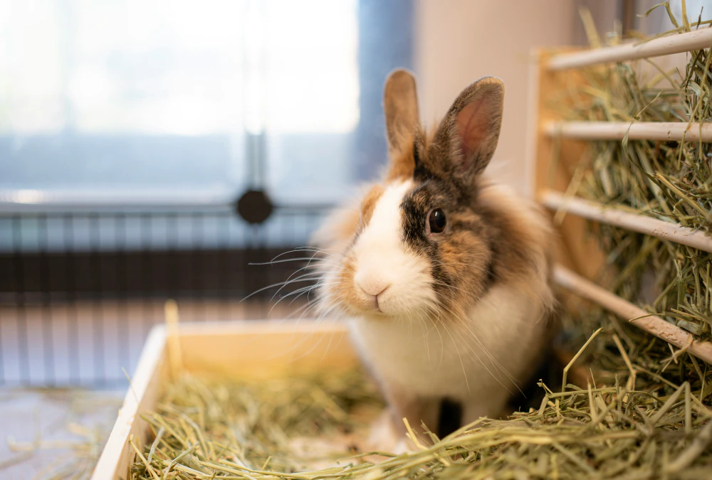 A rabbit is sitting in a cage full of hay