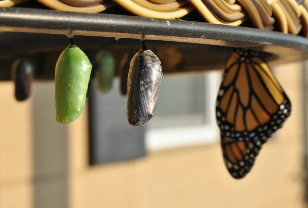 Caterpillar in a butterfly rearing kit