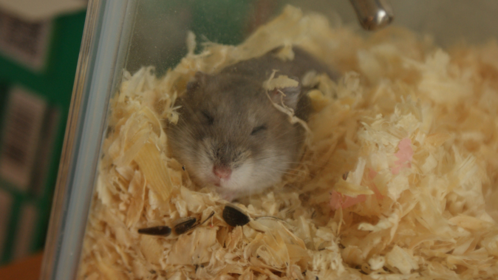 Hamster Sleeping in Bedding