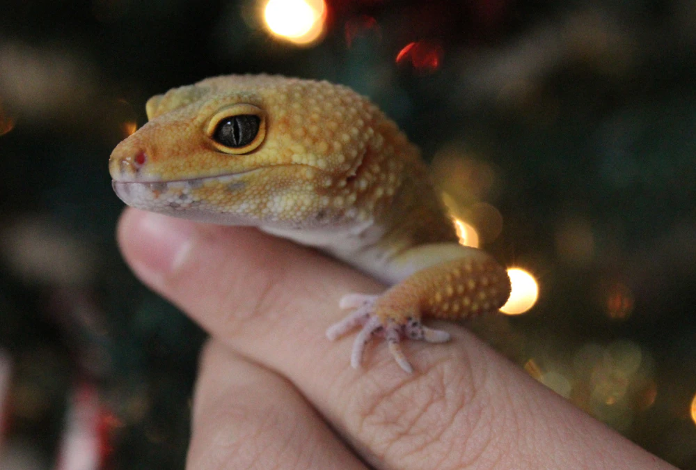 Leopard gecko resting on a hand