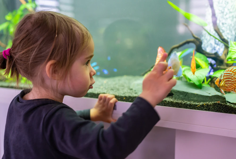 Little Girl Looking at an Aquarium