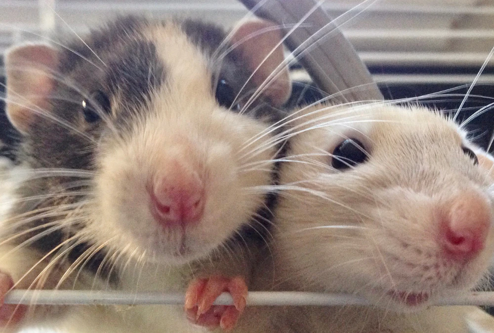 Two Rats in their cage