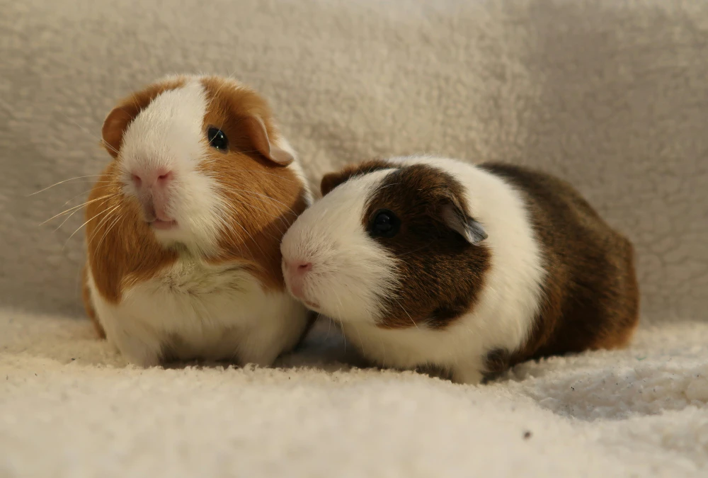 Two adorable guinea pigs sitting together