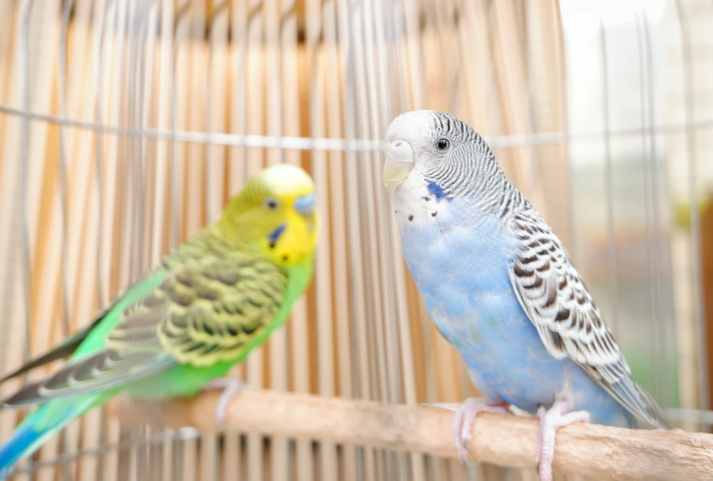 Two budgies perched together in a wide cage