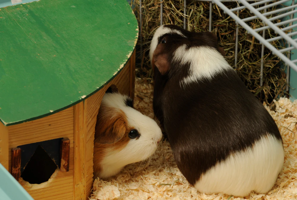 Two guinea pigs playing in a cage