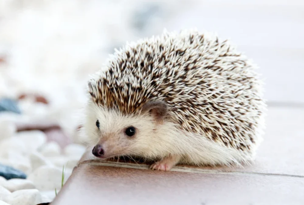 a cute Hedgehog outdoor the house
