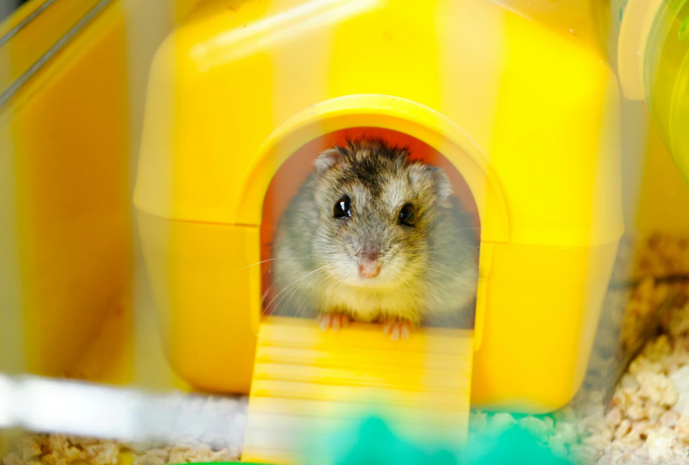 a picture of a small Syrian Hamster inside a bright container