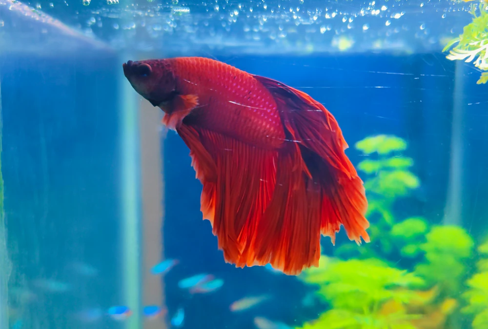 a red betta fish swim in an aquarium